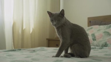 Parlak gri bir kedi, esnemiş bir yatakta oturuyor, güneş ışığı, rahat bir odada, perdelerin arasından akıyor..