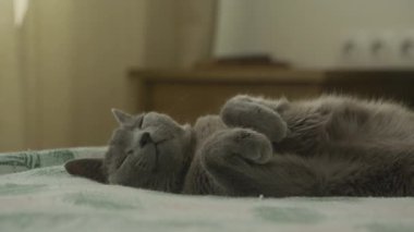 Gri bir kedi, yumuşak ışıklandırmalı bir yatakta kıvrılıp uyuyor, kamera uzaklaşıyor, rahat bir yatak odası ortamı gösteriyor..