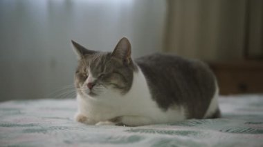 Yatakta oturmuş duygusal bir ifadeye sahip evcil bir kedi, kaçmadan önce gözyaşı dolu anını kaydetmeye ayarlı kamera.
