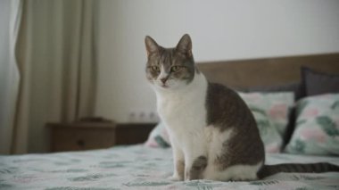 Evcil bir kedi dikkatli bir şekilde bir şablon üzerinde oturuyor, uyanık ve meraklı görünüyor, kapalı bir arka planı ile.