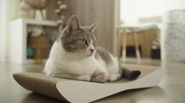 Sakin bir evcil kedi şık bir tırmalama tahtasında dinleniyor, rahat, modern bir ev ortamında, huzurlu görünüyor..