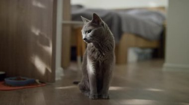 Gri evcil bir kedi, bir evin içinde, ahşap bir zeminde oturuyor, yumuşak güneş ışığıyla aydınlatılıyor..