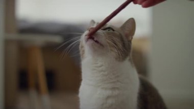 Meraklı bir kedi, sıcak bir evde sunulan ikramın kokusunu alıyor..