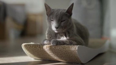 Huzurlu gri bir kedi çizik yastığında dinleniyor, yumuşak doğal ışığın tadını çıkarıyor..