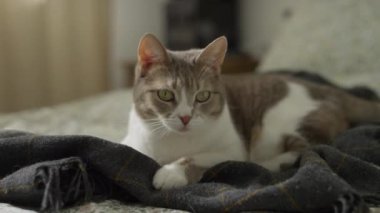 Huzurlu bir kedi, rahat bir kareli battaniyenin üzerinde uzanıyor, evin içinde huzurlu bir ortamda doğal ışığın tadını çıkarıyor..