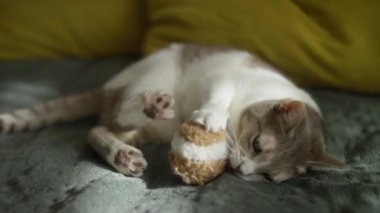Oyuncak kedi, yumuşak bir yüzey üzerinde kapalı bir ortamda yatarken oyuncağı hevesle yakalar..