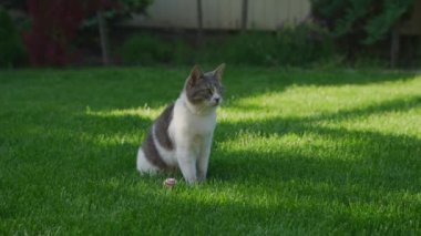 Sevimli tekir ve beyaz kedi yemyeşil çimlerin üzerinde oturuyor güneşli bir arka bahçede, açık havanın tadını çıkarıyorlar..