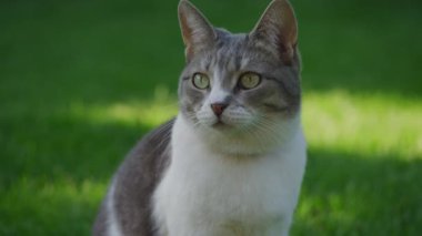 Yeşil çimlerin üzerinde oturan tekir kedi ve beyaz kedinin yakından görüntüsü, özenli bir ifadeyle, güneşli bir açık havada..
