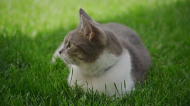 Huzurlu tekir ve beyaz kedi yemyeşil çimenlerin üzerinde uzanıyor, düşünceli bir şekilde dışarı bakıyor..