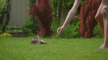 Bir tekir kedi ve beyaz kedi canlı bir bahçede insan eliyle uğraşırken neşe içinde yeşil çimlerde yuvarlanıyor..