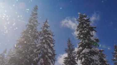 Karla kaplı uzun çam ağaçlarının üzerinde parlak mavi gökyüzü ve güneş ışığı yansımaları olan büyülü kış manzarası..