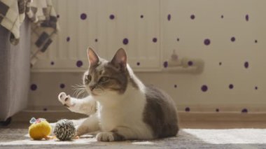 Sevimli tekir ve beyaz kedi renkli oyuncaklarla halıda dinleniyor, sıcak güneş ışığının tadını çıkarıyorlar..