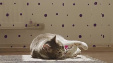 Tekir ve beyaz kedi, renkli bir oyuncağı çiğnerken kapalı bir halının üzerinde güneşlenerek oyun zamanının tadını çıkarıyorlar..