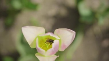 Soluk pembe bir lalenin içine yerleşmiş bir arıyı yakından çekerek doğanın ve tozlaşmanın güzelliğini vurguluyor..