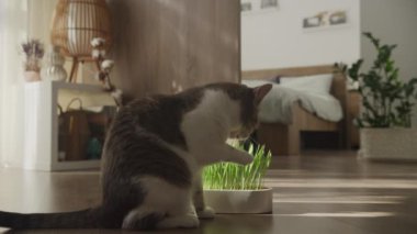 Bir kedi, sakin, güneşli bir odada, bir çaydanlık taze otun yanında nazikçe kendini tımar ediyor..