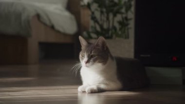 Rahat bir kedi, rahat bir odada, ahşap zeminde uzanıyor. Yumuşak doğal ışıkla, en az dekorla çevrili..