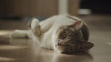 Güneşli, ahşap bir zeminde dinlenen sakin bir kedi. Yumuşak ışıklandırma onun sakin ve meraklı ifadesini vurguluyor..