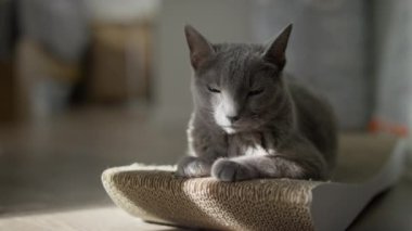 Sade gri bir kedi dokulu bir yüzeyde dinleniyor, sıcak güneş ışığının tadını çıkarıyor kapalı bir alanda..