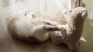 Pofuduk bir oyuncakla oynayan kahverengi ve beyaz bir kedi. Saf perdeleri olan bir pencerenin yanında..
