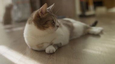 Kahverengi ve beyaz bir kedi, ahşap bir zeminde rahatça dinleniyor ve sakince uzaktaki yumuşak doğal ışığa bakıyor..