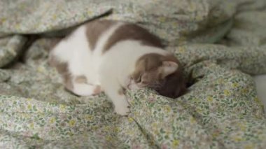 Kahverengi ve beyaz bir kedi enerjik bir şekilde çiçekli bir battaniyeye saldırıyor dinamik bir duruş ve neşeli bir ifadeyle..