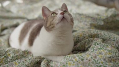 Çiçekli bir battaniyeye uzanmış, meraklı ve odaklanmış bir ifadeyle yukarı bakan tekir kedi..
