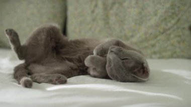Gri bir kedi sırt üstü uzanıyor, patileri havada, beyaz bir yatakta huzur içinde dinleniyor..