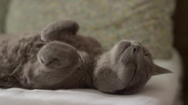 Huzurlu gri bir kedi gözleri kapalı sırt üstü uzanıyor, beyaz bir yatakta, yumuşak bir ışıkta dinleniyor..