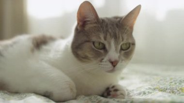 Yumuşak doğal ışıkta yeşil gözlü sakin bir evcil kedinin örtüsüne yaslan.