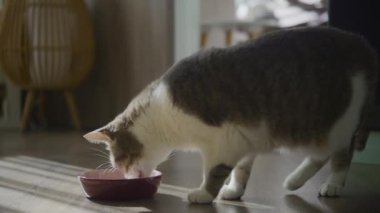 Kedi, ahşap zemine yerleştirilmiş bir kaseden yemek yiyor. Güneş ışığı, rahat ve modern bir oturma odasına akıyor..