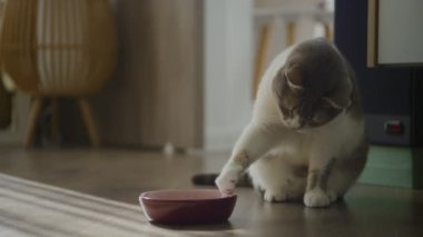 Evcil kedi, sıcak bir oturma odasının ahşap zemininde, boş bir kırmızı kaseden patisini kullanarak bir ziyafet çekiyor..