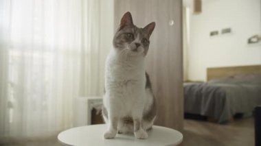 Masada oturan meraklı bir kedi, sıcak, modern bir yatak odasındaki kamera efektiyle bir insanın elinden tutulan bir ziyafete uzanıyor..