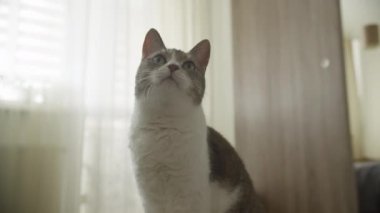 Tekir kedi güvenli bir şekilde beyaz bir masanın üzerinde oturur, kameranın uzaklaştığı yere bakar, rahat bir yatak odası görüntüsü yakalar..