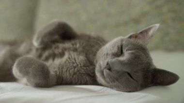Huzurlu gri bir kedi beyaz bir yatakta uzanıyor, sakin ve rahat bir ifadeyle kameraya bakıyor.