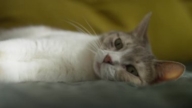 Huzurlu tekir ve beyaz kedi, yumuşak yeşil bir yatakta rahat bir şekilde uzanıyor, yeşil gözleriyle doğal güneş ışığına bakıyor..