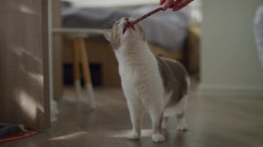 Sıcak, güneşli bir odada eğlenen bir kedinin yakın çekimi, neşeli ve rahat bir evcil hayvan anı sergiliyor.