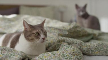 Rahat bir yatak odasında, çiçekli bir yatak örtüsünde dinlenen iki kedi. Yumuşak doğal ışık, huzurlu bir atmosfer yaratıyor..