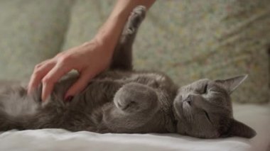 Gri kedi sırt üstü uzanıyor, insan elinden gelen karın masajının keyfini çıkarıyor..