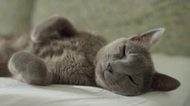 Sakin, gri bir kedinin, beyaz bir yatakta uzanmış, yumuşak bir arka planı var. Huzur ve sükunet yayıyor..