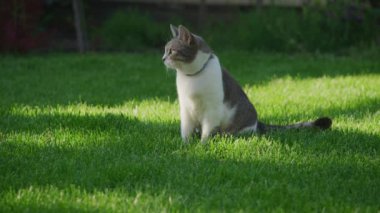 Gri ve beyaz bir kedi, yemyeşil çimlerle çevrili güneşli bir çimenlikte dikkatlice oturuyor. Açık hava manzarasının tadını çıkarıyor..