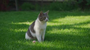 Gri ve beyaz bir kedi yeşil çimlerin üzerinde dikkatlice oturuyor. Yanında küçük bir oyuncak var. Huzurlu bir bahçe düzeniyle çevrili..