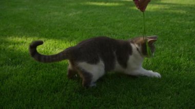Oyuncu gri ve beyaz bir kedi çömelmiş ve çimlerin üzerine atlıyor, yeşil çimlerin üzerinde aktif bir anın tadını çıkarıyor..