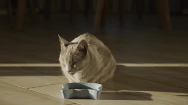 Kiremit kaplı bir zeminde, açık mavi bir kasenin önünde sakince oturan gri bir kedi. İçerideki yumuşak güneş ışığıyla aydınlatılıyor..
