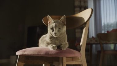 Pembe bir sandalyede dinlenen gri bir kedi, yumuşak güneş ışığıyla yıkanmış, sakin ve düşünceli bir ifadeyle..