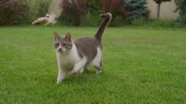Oyuncak bir fareye atlayan kısa saçlı, beyaz-gri tekir bir kedi bahçedeki yemyeşil çimlerin üzerinde.