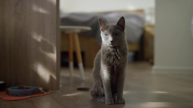 Sakin, gri bir kedi, ahşap bir zeminde, yumuşak ve rahat bir evde, yakınlarda bir yemek kasesi ile oturuyor..