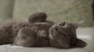 Huzurlu gri bir kedi sırt üstü uzanıyor, sessiz bir anın tadını çıkarıyor..