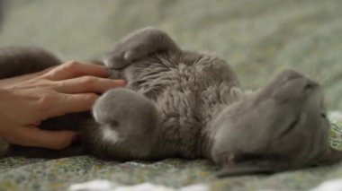 Gri bir kedi rahat bir şekilde bir yatakta uzanıyor, yumuşak doğal ışıkla insan elinden gelen yumuşak bir göbeğin tadını çıkarıyor..