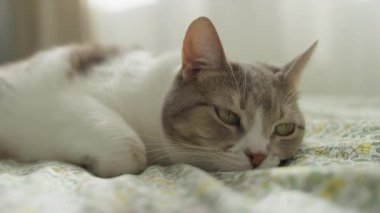 Yeşil gözlü sakin bir tekir kedi yumuşak bir çiçekli yatak örtüsünde dinleniyor, doğal ışıkta huzurlu bir anın tadını çıkarıyor..