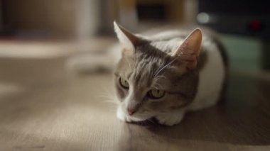 Düşünceli görünümlü bir kedi güneşli, ahşap bir zeminde uzanmış, parlak yeşil gözlerle önümüze bakıyor, ılık ışıkta güneşleniyor..